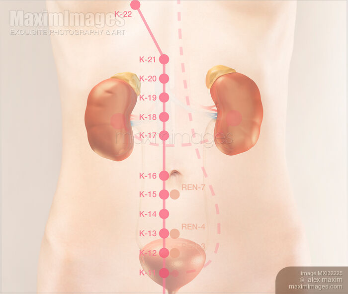 TCM fragment of Kidney meridian acupuncture points in abdomen Stock image of TCM fragment of Kidney meridian acupuncture points in abdomen Buy commercial use license at MaximImages