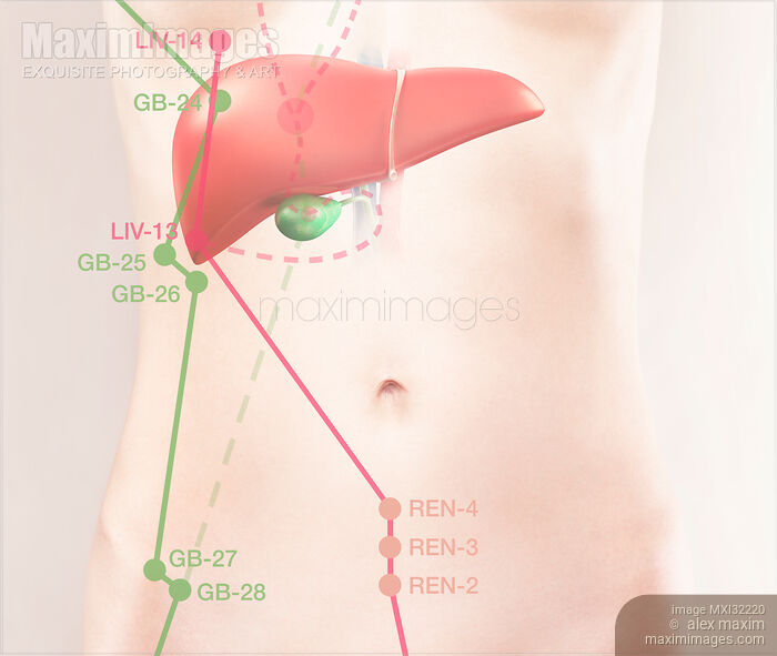 Stock image of TCM Liver and Gallbladder meridians and acupuncture points Conceptual illustration Buy commercial use license at MaximImages