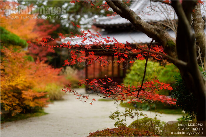 Stock photo of Tenjuan Japanese Temple hall in autumn scenery of a temple garden in Kyoto Buy commercial use license at MaximImages