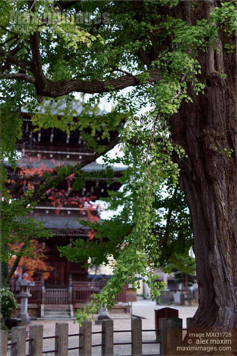 Stock photo of The Great Ginkgo tree at Hida Kokubun-ji Temple Takayama Japan Buy commercial use license at MaximImages
