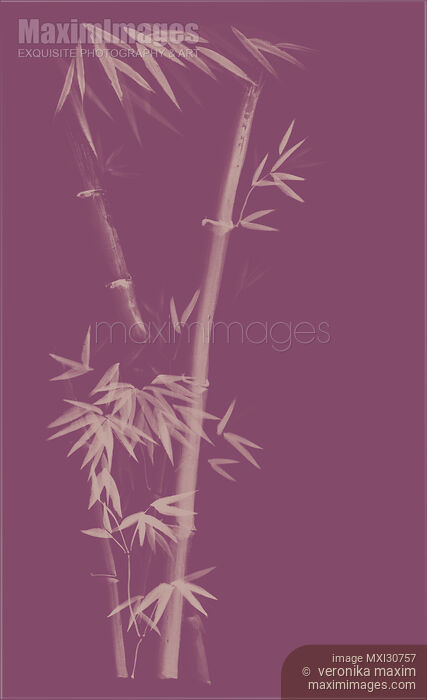 Three bamboo stalks with leaves artistic oriental style design illustration in dusty purple colors Stock image of Three bamboo stalks with leaves artistic oriental style design illustration in dusty purple colors Buy commercial use license at MaximImages