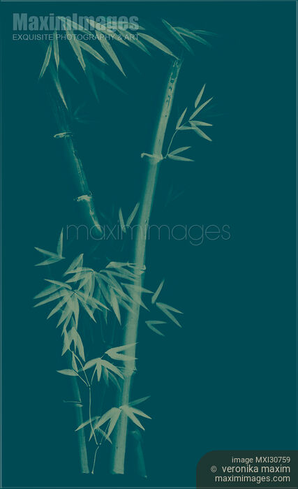 Three bamboo stalks with leaves artistic oriental style design illustration in dusty purple colors Stock image of Three bamboo stalks with leaves artistic oriental style design illustration in dusty purple colors Buy commercial use license at MaximImages