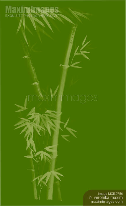 Three bamboo stalks with leaves artistic oriental style design illustration in natural green colors Stock image of Three bamboo stalks with leaves artistic oriental style design illustration in natural green colors Buy commercial use license at MaximImages