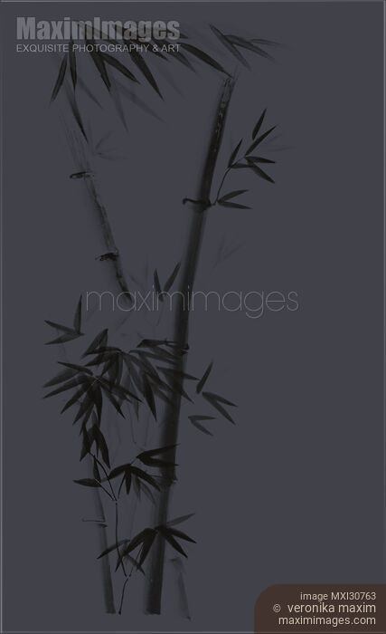 Stock image of Three bamboo stalks with leaves artistic oriental style design illustration on dark gray Buy commercial use license at MaximImages