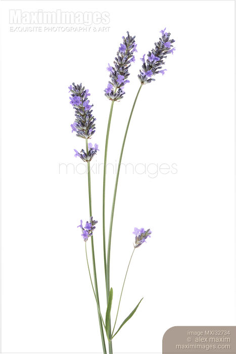 Three lavender stalks with purple flowers Lavandula angustifolia Stock photo of Three lavender stalks with purple flowers Lavandula angustifolia Buy commercial use license at MaximImages