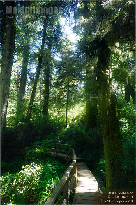 Tofino Pacific Rim National Park Rainforest trail in beautiful glowing sunlight Stock photo of Tofino Pacific Rim National Park Rainforest trail in beautiful glowing sunlight Buy commercial use license at MaximImages