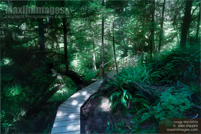 Tofino Rainforest trail at Pacific Rim National Park Stock photo of Tofino Rainforest trail at Pacific Rim National Park Buy commercial use license at MaximImages