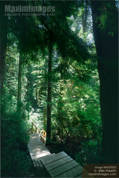 Tofino Rainforest trail at Pacific Rim National Park nature scenery Stock photo of Tofino Rainforest trail at Pacific Rim National Park nature scenery Buy commercial use license at MaximImages