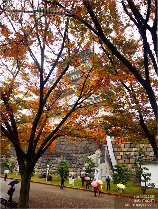 Stock photo of Tourists at Osaka Castle site behind red colorful trees on beautiful rainy autumn morning Buy commercial use license at MaximImages