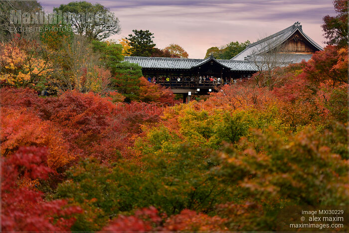 Stock photo of Tourists on Tsutenkyo bridge in autumn scenery at Tofukuji temple Kyoto Buy commercial use license at MaximImages