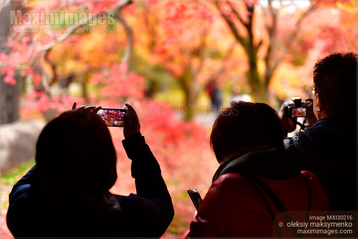 Stock photo of Tourists taking pictures of autumn Japanese gardens at Tofukuji temple in Kyoto Buy commercial use license at MaximImages