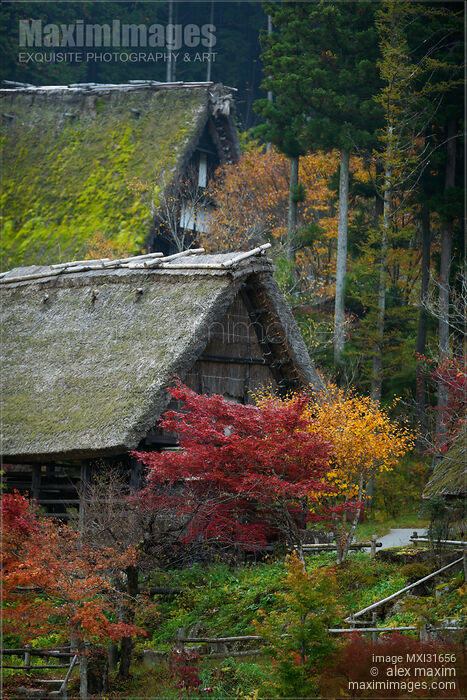 Stock photo of Traditional Japanese Gasshou-style rural houses at Hida Folk Village Gifu Japan Buy commercial use license at MaximImages
