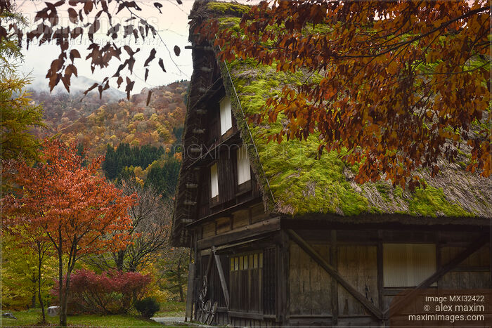 Traditional Japanese rural farmhouse with mossy thatched roof in autumn scenery Shirakawago Japan Stock photo of Traditional Japanese rural farmhouse with mossy thatched roof in autumn scenery Shirakawago Japan Buy commercial use license at MaximImages
