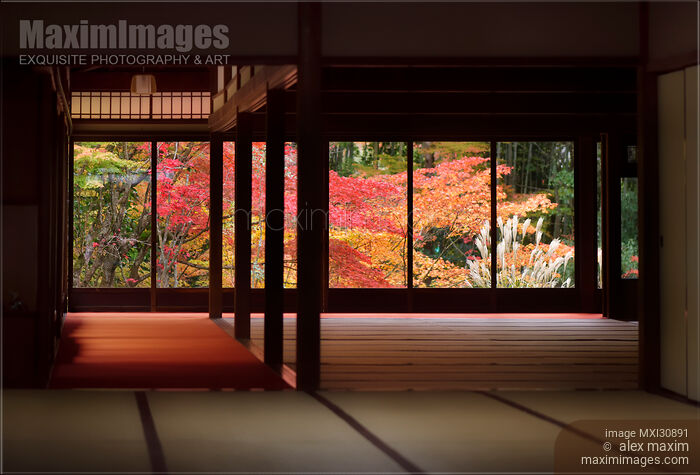 Stock photo of Traditional Japanese temple hall interior with beautiful autumn nature behind the windows of Tenjuan temple in Kyoto Buy commercial use license at MaximImages
