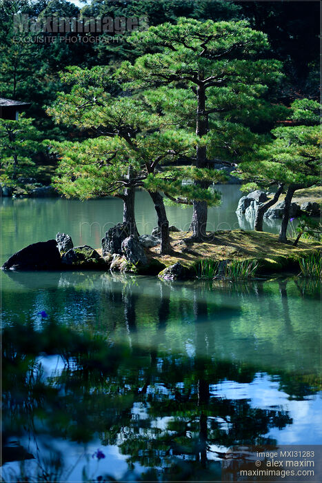 Tranquil scenery of pine trees reflecting in the water of a pond at Rokuon-ji Japanese Zen temple garden Stock photo of Tranquil scenery of pine trees reflecting in the water of a pond at Rokuon-ji Japanese Zen temple garden Buy commercial use license at MaximImages