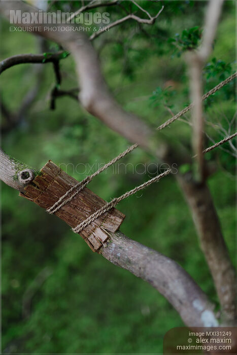 Photo of Tree branch rope support in a Japanese garden