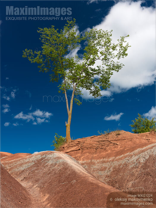 Tree in Badlands Stock photo of Tree in Badlands Buy commercial use license at MaximImages