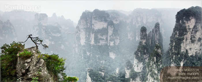 Tree on a cliff at Zhangjiajie National Forest Park Stock photo of Tree on a cliff at Zhangjiajie National Forest Park Buy commercial use license at MaximImages