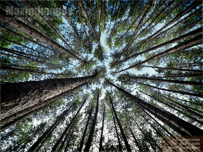Tree tops of tall pine forest stretching up into the sky Stock photo of Tree tops of tall pine forest stretching up into the sky Buy commercial use license at MaximImages