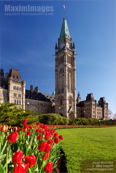 Stock photo of Tulips in front of The Parliament Building in Ottawa Canada Buy commercial use license at MaximImages