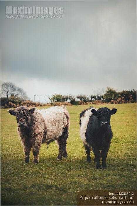 Stock photo of Two cute free-range baby cows on a green farm field Buy commercial use license at MaximImages