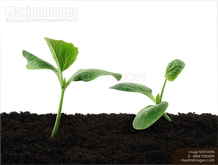 Two cute green squash seedlings growing in soil Romantic love story gardening concept Stock photo of Two cute green squash seedlings growing in soil Romantic love story gardening concept Buy commercial use license at MaximImages