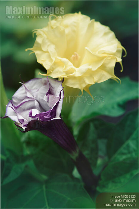 Two Datura flowers Devil's trumpet Yellow and Purple artistic still life Stock photo of Two Datura flowers Devil's trumpet Yellow and Purple artistic still life Buy commercial use license at MaximImages
