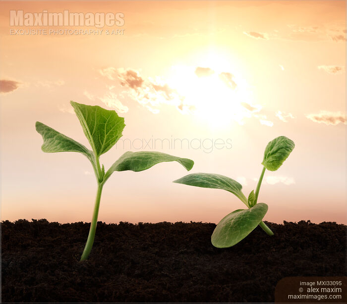 Two green squash seedlings cute couple growing in soil Romantic love story at sunset Stock photo of Two green squash seedlings cute couple growing in soil Romantic love story at sunset Buy commercial use license at MaximImages