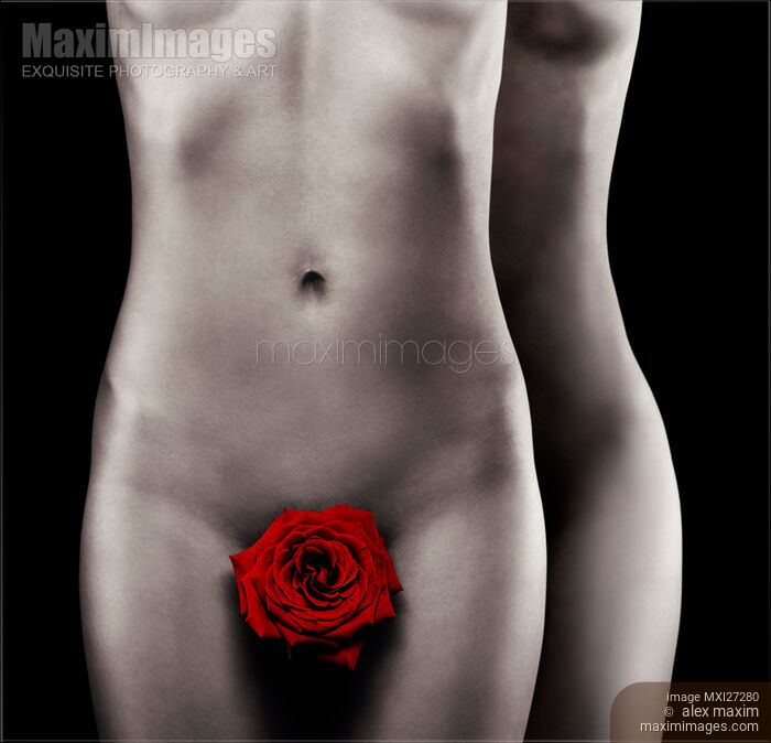 Two nude woman bodies with red rose gay love concept Stock photo of Two nude woman bodies with red rose gay love concept Buy commercial use license at MaximImages