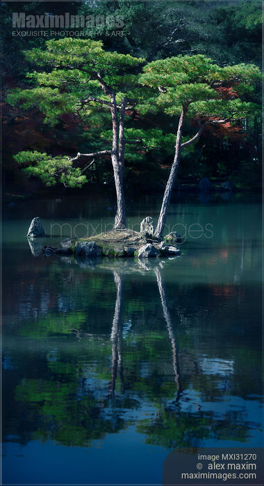 Stock photo of Two pines on an island of a pond Zen garden at Kinkaku-ji or Rokuon-ji temple Buy commercial use license at MaximImages