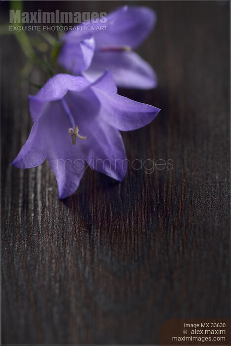 Stock photo of Two purple bellflowers in soft focus on dark wood background Buy commercial use license at MaximImages