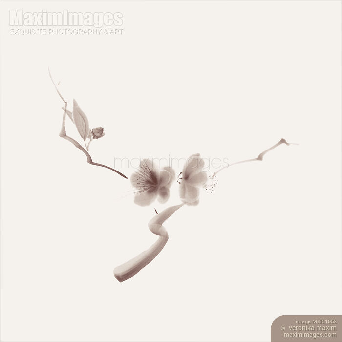 Stock image of Two sakura flowers on a branch elegant illustration on on beige background Buy commercial use license at MaximImages