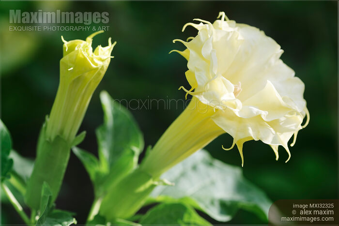 Two yellow Datura flowers Devil's trumpet closeup Stock photo of Two yellow Datura flowers Devil's trumpet closeup Buy commercial use license at MaximImages