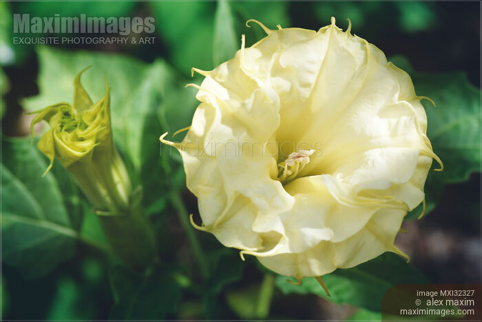 Two yellow Datura flowers front view closeup Devil's weed Stock photo of Two yellow Datura flowers front view closeup Devil's weed Buy commercial use license at MaximImages