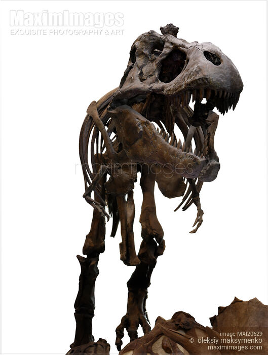 Stock photo of Tyrannosaurus Rex Buy commercial use license at MaximImages