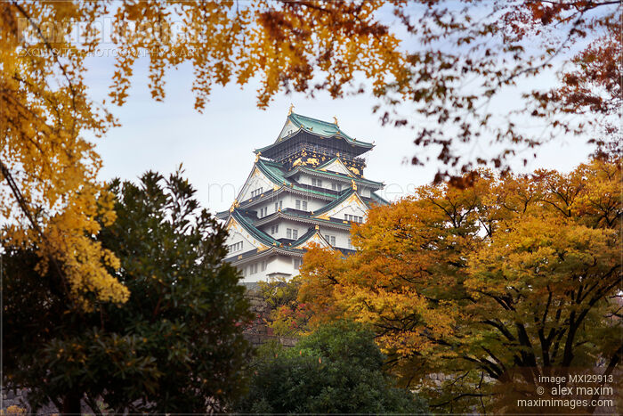 Stock photo of View of Osaka Castle through yellow autumn tree branches Buy commercial use license at MaximImages