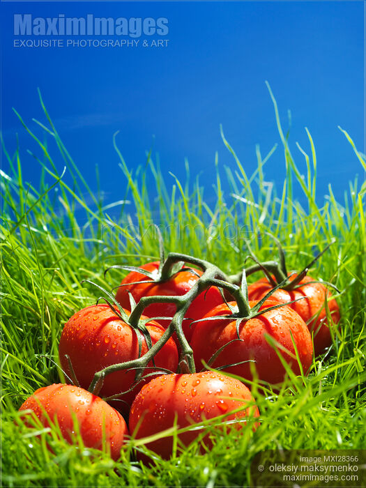 Stock photo of Vine-ripened tomatoes in green grass artistic food still life Buy commercial use license at MaximImages