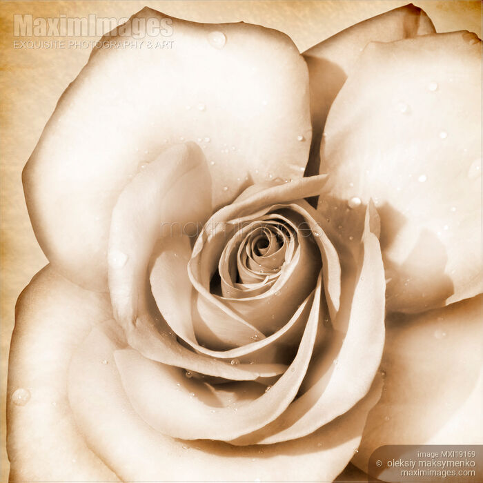 Stock photo of Vintage Rose Buy commercial use license at MaximImages