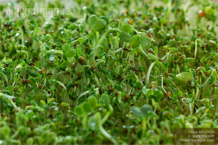 Stock photo of Watercress sprouts closeup abstract green background Buy commercial use license at MaximImages