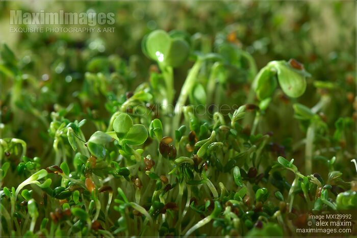 Watercress sprouts in sprouter artistic closeup Stock photo of Watercress sprouts in sprouter artistic closeup Buy commercial use license at MaximImages