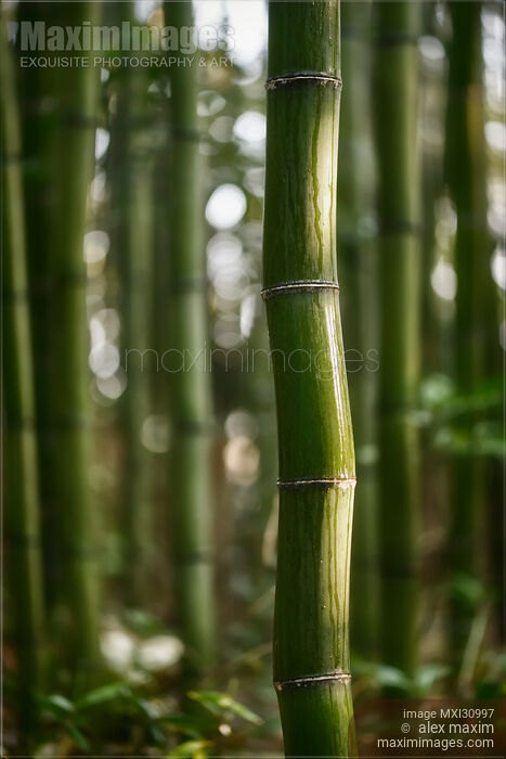 Stock photo of Wavy bamboo stem wet after rain Buy commercial use license at MaximImages