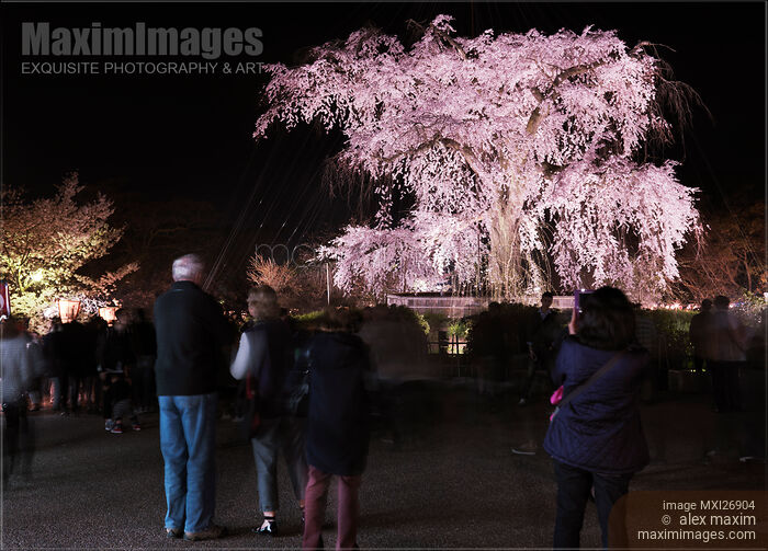 Stock photo of Weeping cherry tree in Maruyama park Kyoto Buy commercial use license at MaximImages