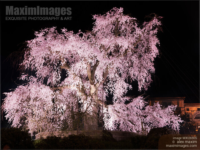 Stock photo of Weeping cherry tree Shidarezakura in Maruyama park Kyoto Buy commercial use license at MaximImages