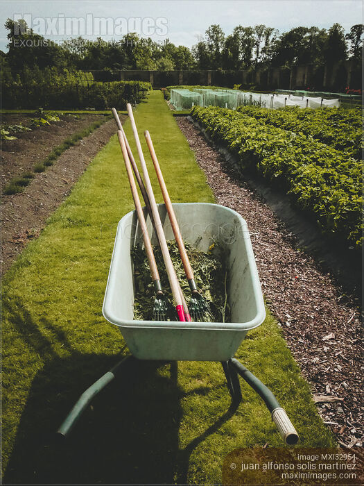 Stock photo of Wheelbarrow with gardening tools on a garden path Buy commercial use license at MaximImages