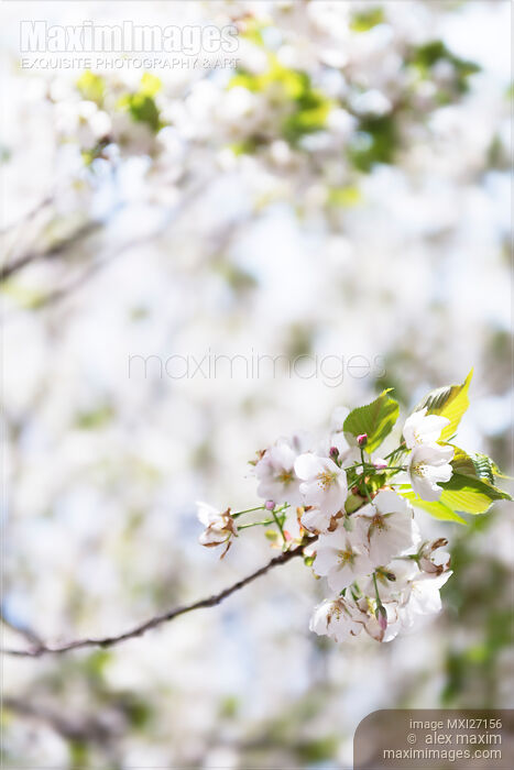 White cherry blossom flowers Stock photo of White cherry blossom flowers Buy commercial use license at MaximImages