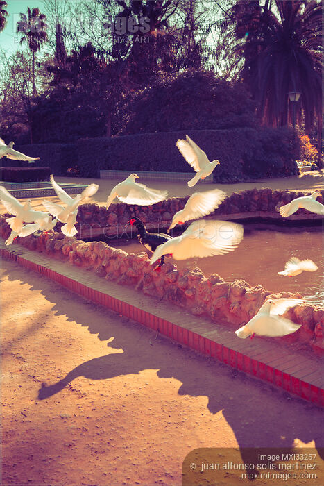 Stock photo of White doves flying over a pond at Maria Luisa Park in Seville Spain Buy commercial use license at MaximImages
