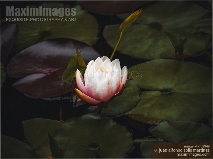 Stock photo of White Lotus Flower European water lily in a pond on dark leaves floating in water Buy commercial use license at MaximImages