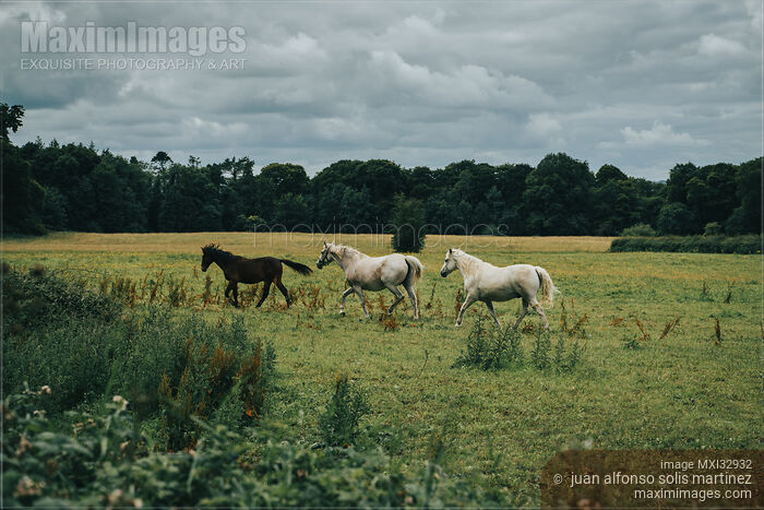 Wild horses at a farm field in Athlone County Westmeath Ireland Stock photo of Wild horses at a farm field in Athlone County Westmeath Ireland Buy commercial use license at MaximImages