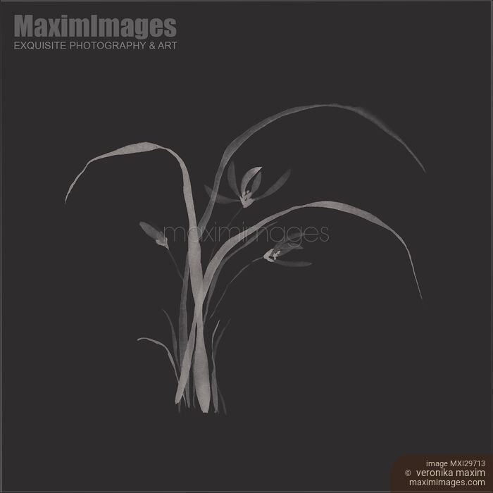 Wild orchid elegant Japanese Zen art floral design on black background Stock image of Wild orchid elegant Japanese Zen art floral design on black background Buy commercial use license at MaximImages