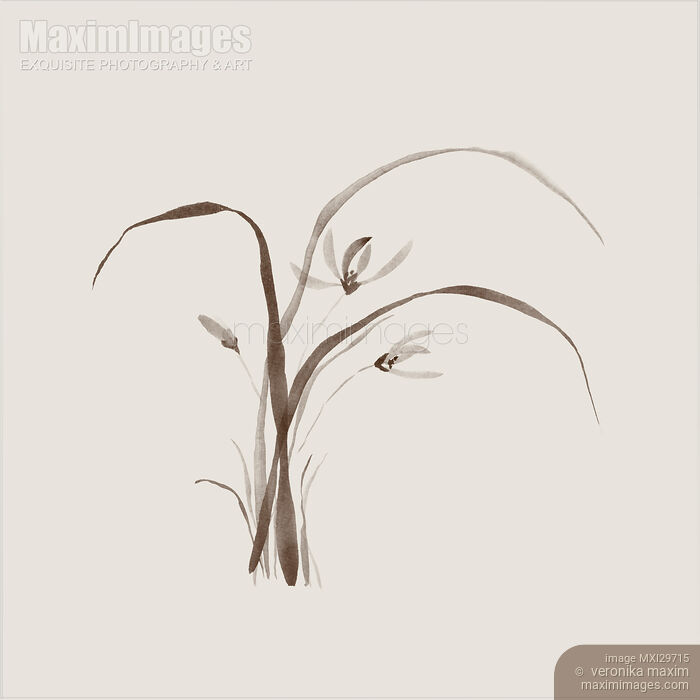 Stock image of Wild orchid flowers Delicate refined Zen style floral design on light beige background Buy commercial use license at MaximImages